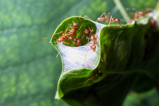 Tayland 'da yeşil yapraklı kırmızı karıncayı kapat. - Fotoğraf, Görsel
