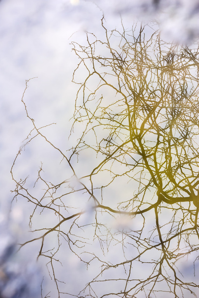 Reflejo de ramas de árboles en el charco de agua
 - Foto, imagen