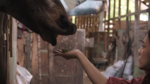 Young woman feeding horse in paddock - Filmati, video