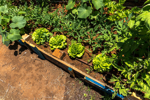 saláta friss növényi saláta az ágyon vagy a szántóföldön - Fotó, kép