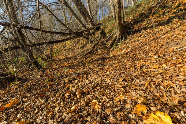 fallen yellow leaves in the fall. autumn nature - Foto, Imagem