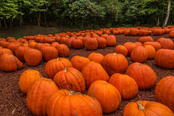 Calabazas anaranjadas de gran tamaño muy grandes y pesadas sentadas en el campo en una granja de calabazas con los bosques en el fondo en otoño
 - Foto, Imagen