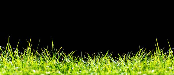 Panorama de grama verde isolado no fundo preto
 - Foto, Imagem