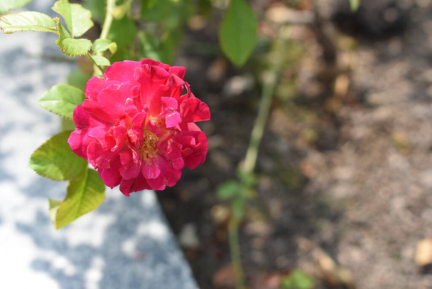 Рожевий трояндовий фон. Прекрасний пастельний сад троянд, крупним планом, квітка, природа, рожева камелія, валентинка троянда, квітка, весняний час, літо, ботаніка, медитація, мир, усвідомленість, споглядання
 - Фото, зображення