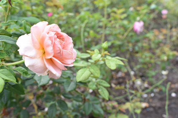 Рожевий трояндовий фон. Прекрасний пастельний сад троянд, крупним планом, квітка, природа, рожева камелія, валентинка троянда, квітка, весняний час, літо, ботаніка, медитація, мир, усвідомленість, споглядання
 - Фото, зображення