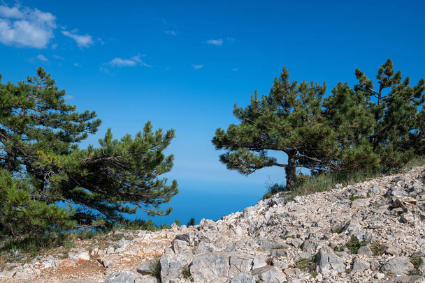 el paisaje con el pino y la roca sobre la montaña Ah-Petri en la Crimea
 - Foto, Imagen