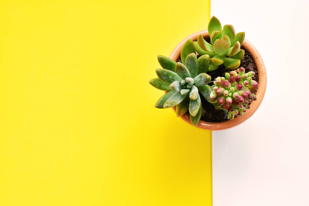 Succulent pot close up, flat lay, top view, sunny, garden, fresh and warm, blossom, plant concept, botany, home decoration, green, plant, summer, bright yellow background - Fotografie, Obrázek