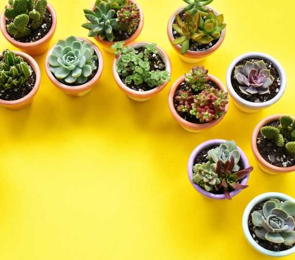 Succulent and cactus pots close up, flat lay, top view, sunny, garden, fresh and warm, blossom, plant concept, botany, home decoration, green, plant, summer, bright yellow background - Foto, afbeelding