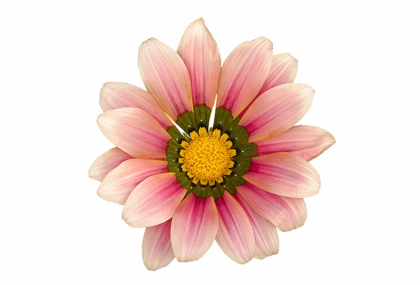 Gazania Flower With Pink Leafs And With Green And Yellow In The Middle On A White Background - Photo, Image