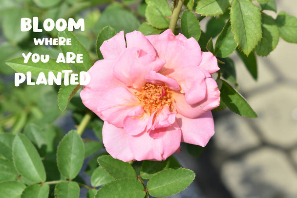 "Bloom where you are planted" quote. Pink rose background. Beautiful pastel rose garden, close up, blossom, flower, nature, camellia rose, valentine rose, blossom, spring time, summer,  botany, meditation, peace, mindfulness, contemplation - Photo, Image