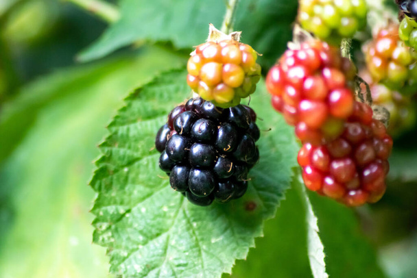 あなた自身の庭で栽培され、ビタミンが豊富で熟したブラックベリーと健康的なライフスタイルは、果物とおいしいスムージーのための完璧な基盤です。 - 写真・画像