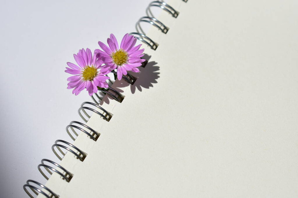 Gyönyörű európai Michaelmas Daisy elrendezése spirál notebook, fehér papír háttér, napos, meleg, romantikus, lapos laikus, felső nézet - Fotó, kép