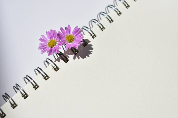 Krásné evropské Michaelmas Daisy uspořádání ve spirálovém notebooku, bílý papír pozadí, slunné, teplé, romantické, ploché ležel, horní pohled - Fotografie, Obrázek
