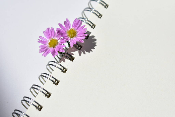 Schönes europäisches Michaelmas-Gänseblümchen-Arrangement im Spiralheft, weißer Papierhintergrund, sonnig, warm, romantisch, flach, von oben - Foto, Bild