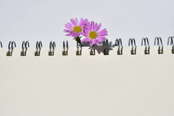 Kaunis eurooppalainen Michaelmas Daisy järjestely kierre muistikirja, valkoinen paperi tausta, aurinkoinen, lämmin, romanttinen, tasainen lay, ylhäältä - Valokuva, kuva