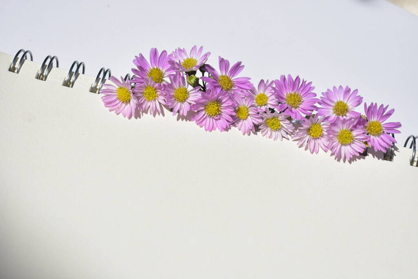 Gyönyörű európai Michaelmas Daisy elrendezése spirál notebook, fehér papír háttér, napos, meleg, romantikus, lapos laikus, felső nézet - Fotó, kép