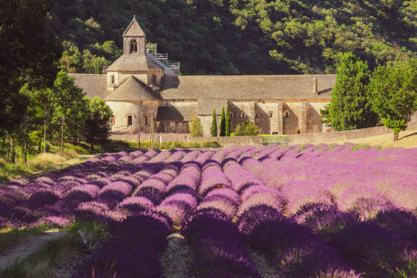 Abdij van Senanque en veld van lavendelbloemen in bloei. Gordes, Luberon, Vaucluse, Provence, Frankrijk, Europa. - Foto, afbeelding