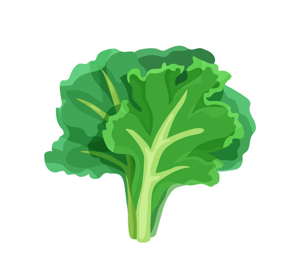 Vihreä salaatti kirkkaanvärinen sarjakuva litteä tyyli eristetty valkoisella taustalla. Terveellistä ruokaa vektorin kuva. Orgaanisen jauhon käsite - Vektori, kuva