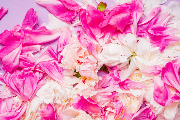 peony petals on the color background - 写真・画像