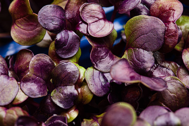 young purple radish plant background - 写真・画像