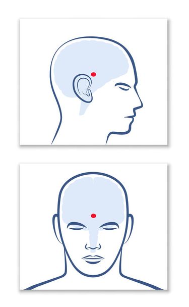PINEAL GLAND or THIRD EYE. Lateral and frontal view with position in the human brain. Isolated vector graphic illustration on white background. - Vector, Image