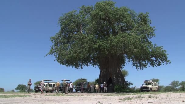 Jeeppejä täynnä turisteja parkissa puun alla savannassa - Materiaali, video