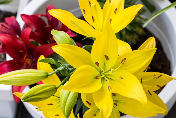 Blooming lilies on the balcony, Home garden - Photo, Image