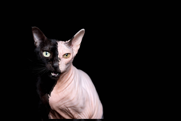 due gatti affrontati mezzo nero mezzo nudo - Foto, immagini
