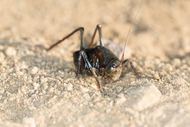 Up close macro black mormon cricket on sandy desert ground - Photo, Image