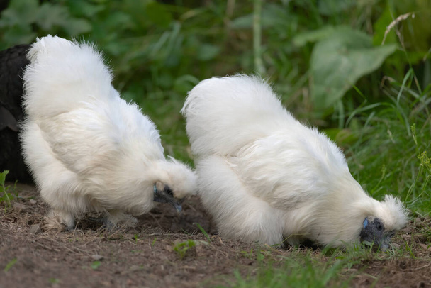 3 - In een tuin, twee zijden huisdier bantam kippen foerageren voor voedsel en larven tussen gras en modder. - Foto, afbeelding