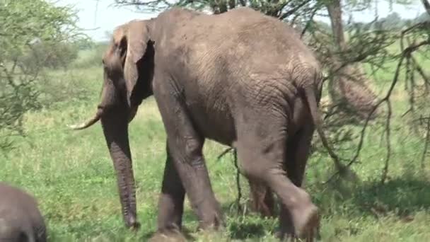 Afrikkalainen norsu vasikka laiduntaminen äitinsä kanssa nurmella - Materiaali, video