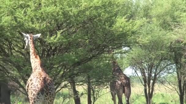 Bir çift zürafa otlakta ağaçlardan otluyor. - Video, Çekim