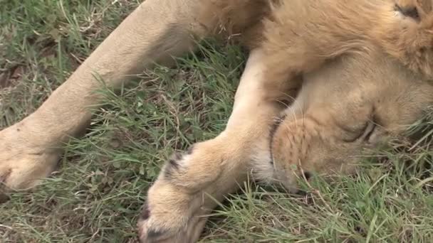 Νεκρό λιοντάρι στη σαβάνα - Πλάνα, βίντεο