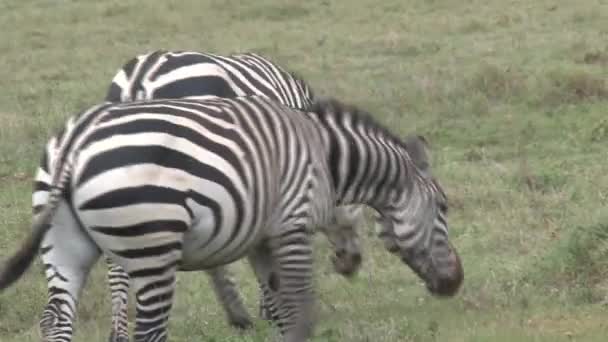 Ζευγάρι Zebras βόσκουν στους λειμώνες - Πλάνα, βίντεο