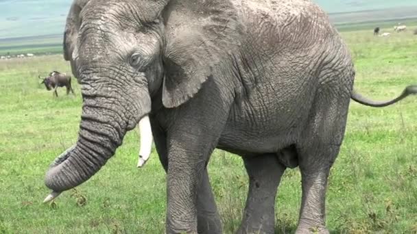 Vanha afrikkalainen norsu laiduntaa nurmella - Materiaali, video