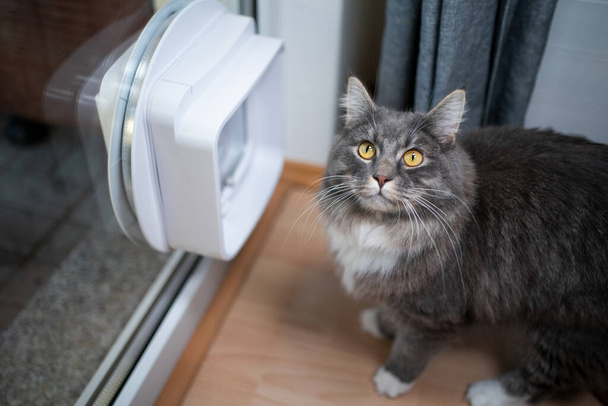 cat next to cat flap in window - Photo, Image