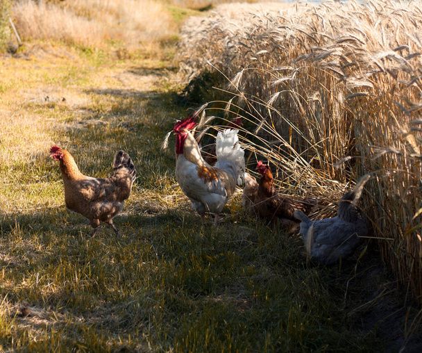 free range chickens walk at the rye field in summer - Zdjęcie, obraz