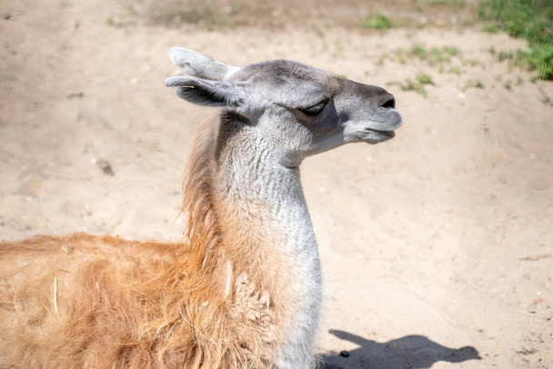 The head of a Lama lying on the sand, selective focus. - Photo, Image