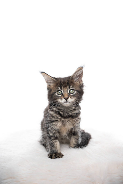 πορτρέτο maine coon γατάκι στούντιο - Φωτογραφία, εικόνα