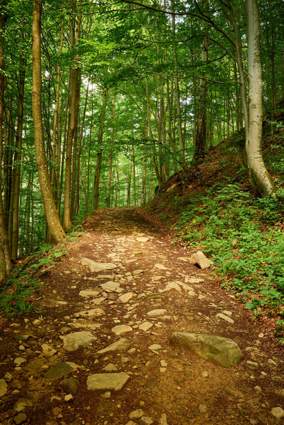 Nice rocky path in the magic Carpathian woods. Delightful secluded forest trail on the mountainside. Transcarpathia, Ukranian Carpathians - Photo, Image