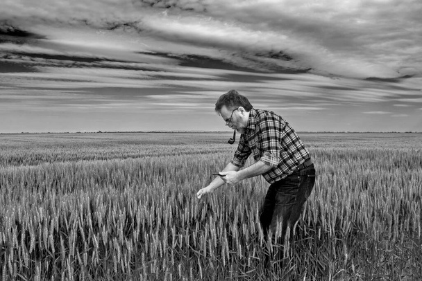 Zemědělec na poli kontroluje kvalitu rané pšenice. Ovládání mu pomáhá s jeho počítačem.. - Fotografie, Obrázek