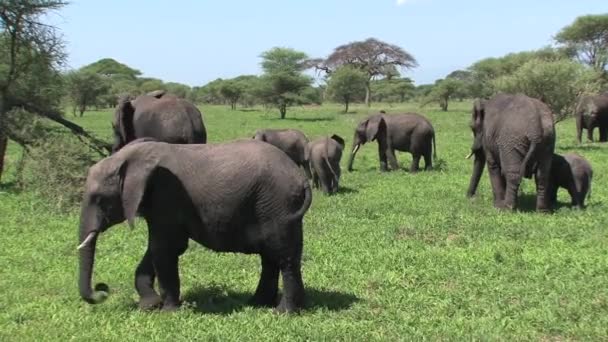 Африканские слоны пасутся со стадом - Кадры, видео