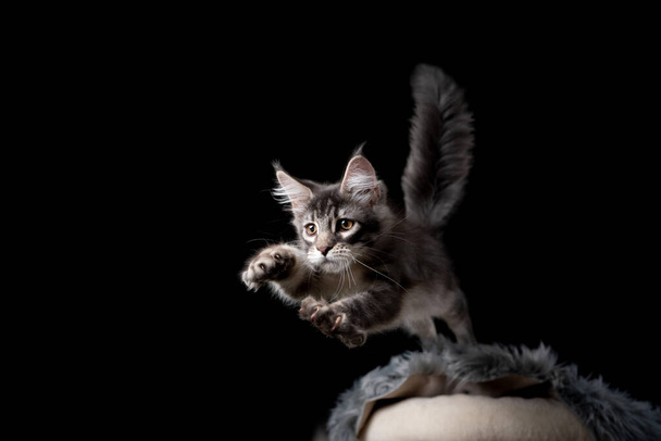 メイン・カヌー猫が引っかき投稿から飛び降りる - 写真・画像