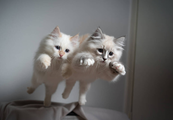 twee Siberische kittens gelijktijdig springend - Foto, afbeelding