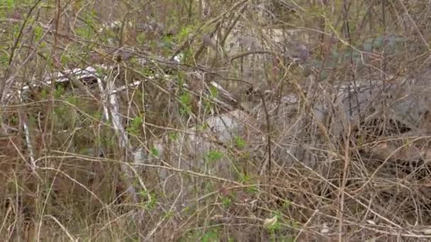 Nah dran: Dichtes Gebüsch überwuchert ein verlassenes Auto, das in der Landschaft verrostet - Filmmaterial, Video