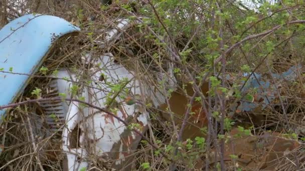 CLOSE UP Budding shrubbery overgrows antique truck left to deteriorate in nature - Footage, Video