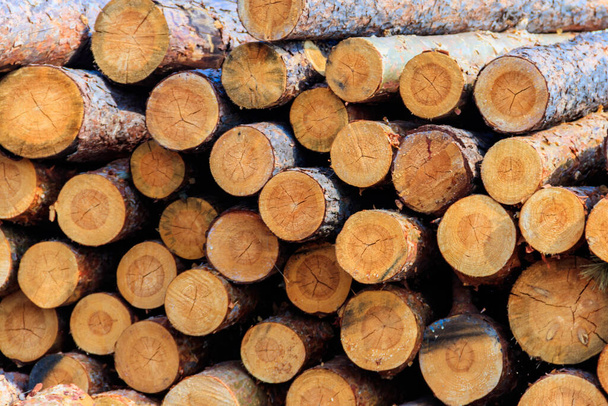troncs de pin empilés abattus par l'industrie forestière - Photo, image