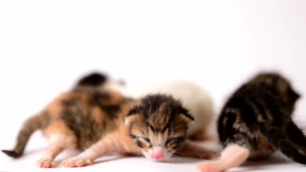Eine Woche alte Kätzchen auf weißem Hintergrund, 3 Babys auf weißem Hintergrund - Filmmaterial, Video