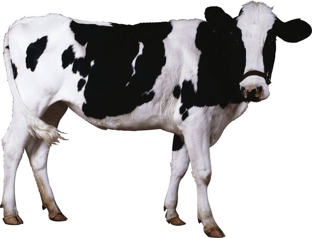Vaca blanca y negra aislada sobre fondo blanco
 - Foto, Imagen