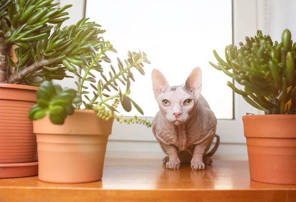 hairless sphynx cat between plants - Foto, Bild